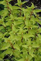 Golden Gate Hardy Fuchsia (Fuchsia 'Golden Gate') at Lakeshore Garden Centres