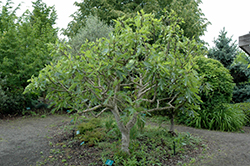 Negronne Fig (Ficus carica 'Negronne') at Stonegate Gardens