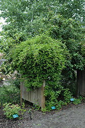 Magnolia Vine (Schisandra chinensis) at Stonegate Gardens