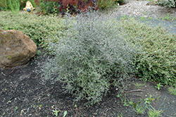 Corokia Cotoneaster (Corokia cotoneaster) at Stonegate Gardens