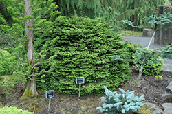 Shadow's Broom Oriental Spruce (Picea orientalis 'Shadow's Broom') at Stonegate Gardens