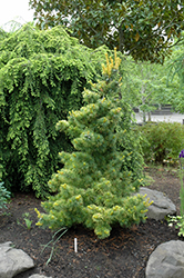 Goldilocks White Pine (Pinus parviflora 'Goldilocks') at Stonegate Gardens