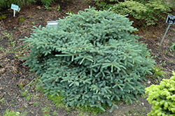 Prostrate Alcock's Spruce (Picea alcoquiana 'Prostrata') at Stonegate Gardens