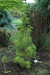 Green Star Umbrella Pine (Sciadopitys verticillata 'Green Star') at Stonegate Gardens