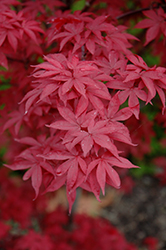 Twombly's Red Sentinel Japanese Maple (Acer palmatum 'Twombly's Red Sentinel') at Stonegate Gardens