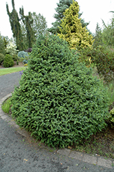 Sugarloaf Sitka Spruce (Picea sitchensis 'Sugarloaf') at Stonegate Gardens