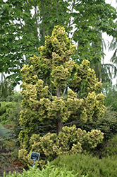 Dwarf Golden Hinoki Falsecypress (Chamaecyparis obtusa 'Nana Lutea') at Stonegate Gardens
