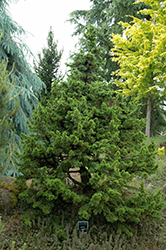 Green Knight Dwarf Cedar of Lebanon (Cedrus libani 'Green Knight') at Stonegate Gardens