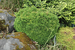 Green Globe Lawson Falsecypress (Chamaecyparis lawsoniana 'Green Globe') at Stonegate Gardens
