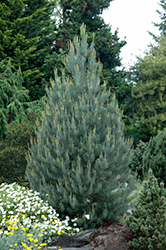 Singleleaf Pinyon Pine (Pinus monophylla) at Stonegate Gardens