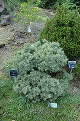 Pygmy Deodar Cedar (Cedrus deodara 'Pygmy') at Stonegate Gardens