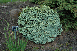 Blue Pearl Colorado Spruce (Picea pungens 'Blue Pearl') at Stonegate Gardens