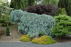 The Blues Colorado Blue Spruce (Picea pungens 'The Blues') at Stonegate Gardens