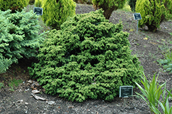 Tansu Dwarf Japanese Cedar (Cryptomeria japonica 'Tansu') at Stonegate Gardens