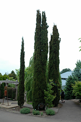 Karoonda Cypress (Cupressus macrocarpa 'Karoonda') at Stonegate Gardens