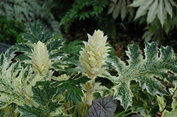 Whitewater Acanthus (Acanthus 'Whitewater') at Lakeshore Garden Centres