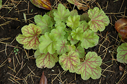 Electric Lime Coral Bells (Heuchera 'Electric Lime') at Stonegate Gardens