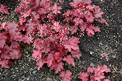 Fire Chief Coral Bells (Heuchera 'Fire Chief') at The Mustard Seed