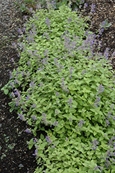 Limelight Catmint (Nepeta x faassenii 'Limelight') at Stonegate Gardens