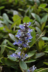 Blueberry Muffin Bugleweed (Ajuga reptans 'Blueberry Muffin') at Stonegate Gardens