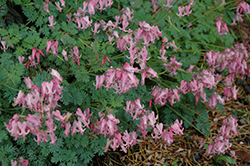 Amore Pink Bleeding Heart (Dicentra 'Amore Pink') at Stonegate Gardens