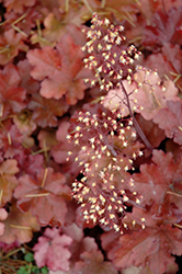 Mahogany Coral Bells (Heuchera 'Mahogany') at Lakeshore Garden Centres