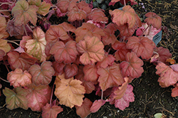 Southern Comfort Coral Bells (Heuchera 'Southern Comfort') at Stonegate Gardens