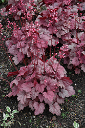 Grape Soda Coral Bells (Heuchera 'Grape Soda') at Lakeshore Garden Centres