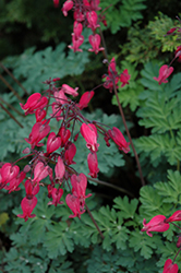 Amore Rose Bleeding Heart (Dicentra 'Amore Rose') at Stonegate Gardens