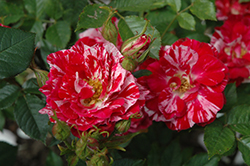 Pinstripe Rose (Rosa 'MORpints') at Stonegate Gardens