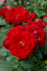 Warm And Fuzzy Rose (Rosa 'WEKhasamiro') at Stonegate Gardens