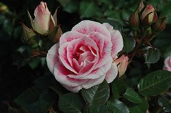Whimsy Rose (Rosa 'WEKtebodoko') at Stonegate Gardens