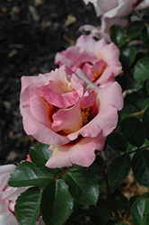 Eyeconic Pink Lemonade Rose (Rosa 'SPRolempink') at Stonegate Gardens