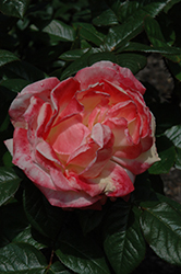 Mercury Rising Rose (Rosa 'Meilantmen') at Stonegate Gardens