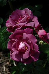 Rhapsody In Blue Rose (Rosa 'FRAntasia') at Stonegate Gardens