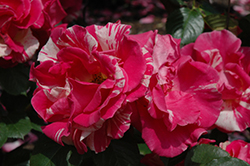 Candy Land Rose (Rosa 'WEKrosopela') at Stonegate Gardens