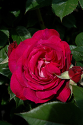 Wild Blue Yonder Rose (Rosa 'Wild Blue Yonder') at Stonegate Gardens