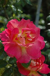 Reveil Dijonnais Rose (Rosa 'Reveil Dijonnais') at Stonegate Gardens