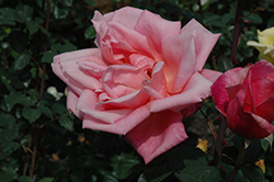 Texas Centennial Rose (Rosa 'Texas Centennial') at Stonegate Gardens