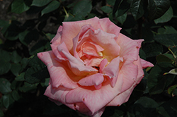 Signora Rose (Rosa 'Signora') at Stonegate Gardens