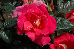 Saturnia Rose (Rosa 'Saturnia') at Stonegate Gardens