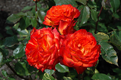 Charisma Rose (Rosa 'Charisma') at Stonegate Gardens