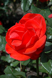 Orangeade Rose (Rosa 'RSM T9') at Stonegate Gardens