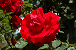 Ramblin' Red Rose (Rosa 'Ramblin' Red') at Stonegate Gardens