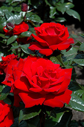 Crimson Bouquet Rose (Rosa 'Crimson Bouquet') at Stonegate Gardens