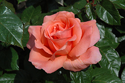 Sweet Fragrance Rose (Rosa 'Sweet Fragrance') at Stonegate Gardens