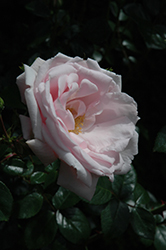 New Dawn Rose (Rosa 'New Dawn') at Stonegate Gardens