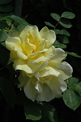 Carefree Sunshine Rose (Rosa 'Carefree Sunshine') at Stonegate Gardens