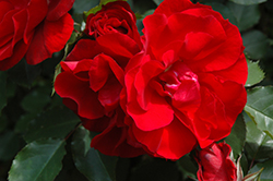 Red Corsair Rose (Rosa 'KORromalu') at Stonegate Gardens