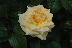 Sunshine Daydream Rose (Rosa 'Meikanaro') at Lakeshore Garden Centres